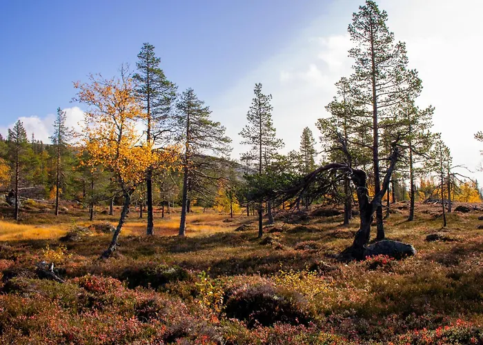Heimstolen - At Sorbolfjell Flå