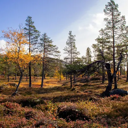 Heimstølen - At Sørbølfjell Flå