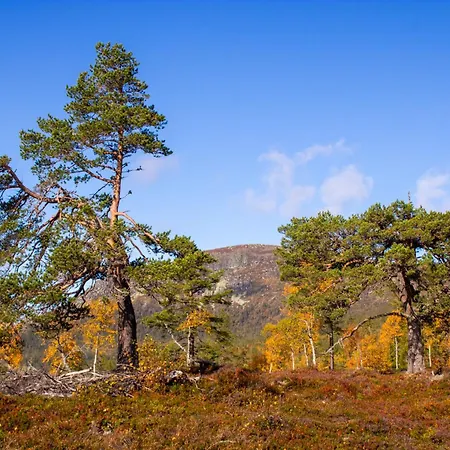 Heimstølen - At Sørbølfjell Alpehytte *